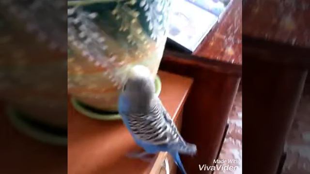 Ричка и цветочный горшок. Что в горшке такого? 🌺 смотреть онлайн