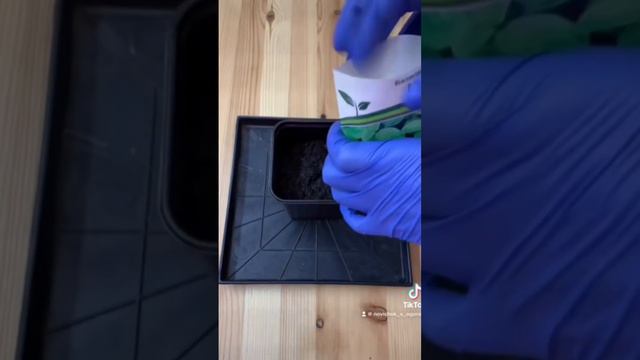 Базилик на рассаду смотреть онлайн