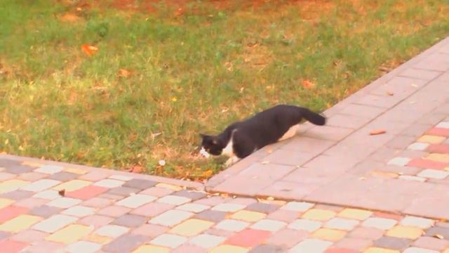 Анапский котик охотится смотреть онлайн