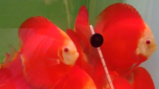 Красные дискусы из Вьетнама. смотреть онлайн