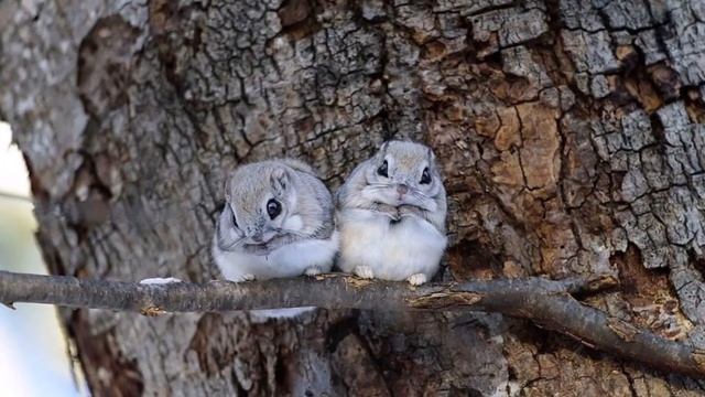 Японская белка-летяга, похожая на покемона – любимица жителей Страны восходящего солнца. смотреть онлайн