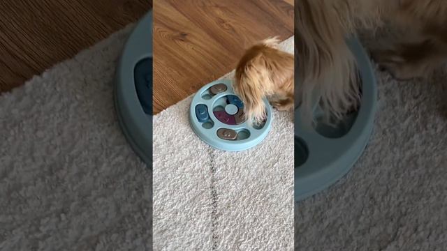Brain-training for Bentley! He always doublechecks 🥲 Subscribe for more #dachshund content! 🐶 смотреть онлайн