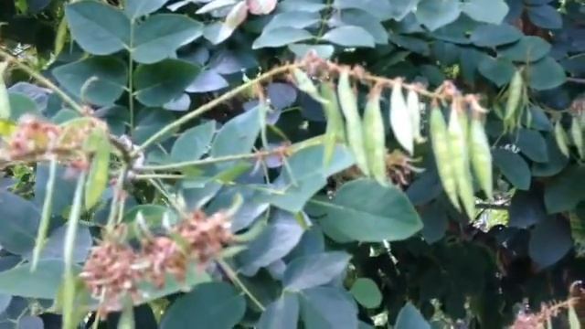 Pruning Amur maackia for pedestrian clearance смотреть онлайн