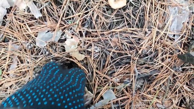 Много серой рядовки в сосновом лесу поздней осенью. Сбор зеленушки, рыжиков, маслят и других грибо смотреть онлайн