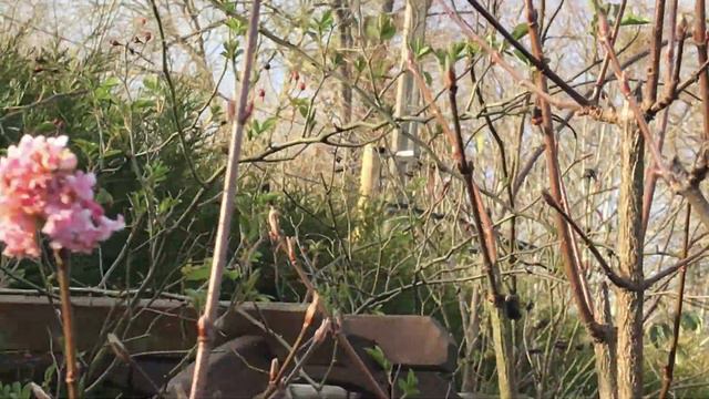 Viorne de Bodnant 'Viburnum bodnantense Dawn' Parfum étonnant d'héliotrope poivré смотреть онлайн