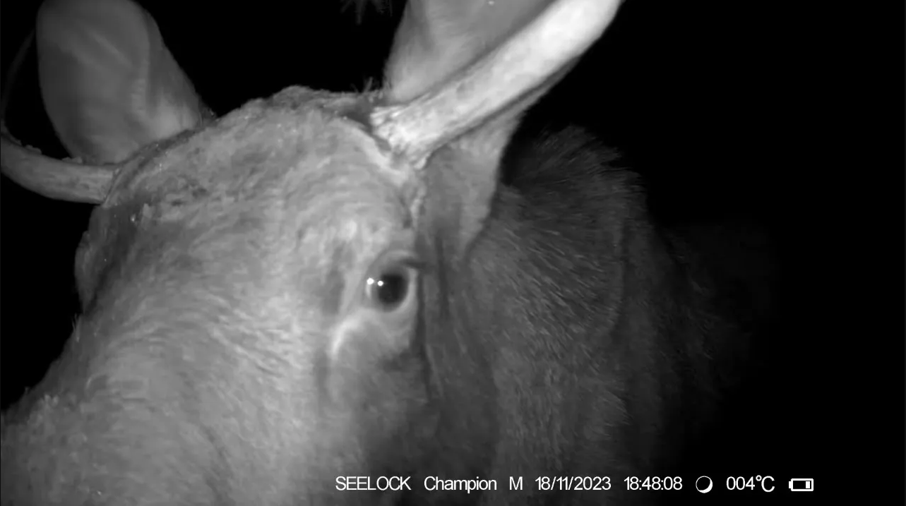 Фотоловушка SEELOCK S308W #5.1 / На солонце №5 смотреть онлайн