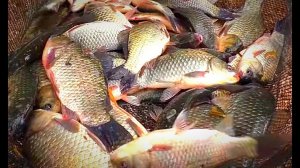 РЕЧКА ОБМЕЛЕЛА, НО КРУПНОГО КАРАСЯ В НЕЙ МНОГО. Рыбалка на поплавок. Заросли камыша