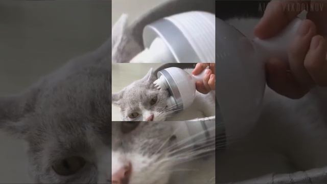 Массажер для котов и собак смотреть онлайн