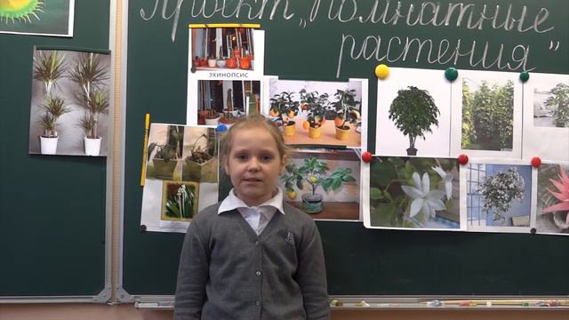 Проект "Комнатные растения" смотреть онлайн