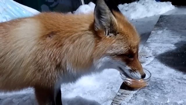 (654) Лиса приходит в гости. Ноябрь 2023 смотреть онлайн