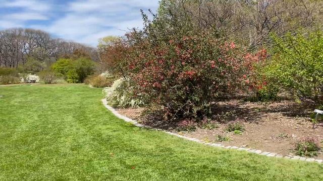 Цветение - Arnold Arboretum, 29-April-2022 -- Сакуры, Айва (Flowering Quince), Спирея - 1 (IMG 7018 смотреть онлайн