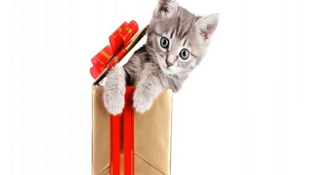 Поздравление с днем рождения (Пусть жизнь подарит только...) смотреть онлайн