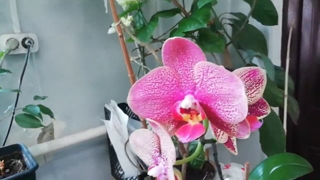 Почему орхидея меняет цвет? смотреть онлайн