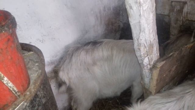 Мінус одна коза, або що сталось з козою... смотреть онлайн