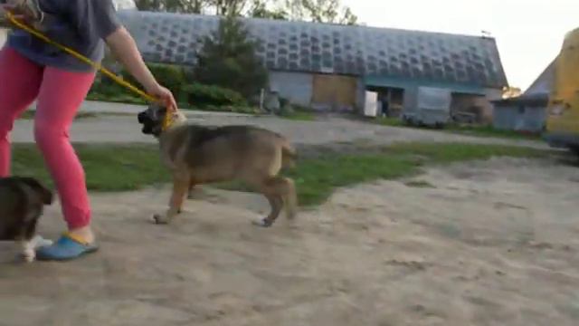 Jambermez Tosh Gruodas 3,5 months with Bajker Gruodas 2 months смотреть онлайн