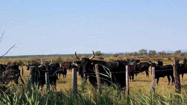 Путешествие по Франции - Франция отдых (Camargue, France) смотреть онлайн