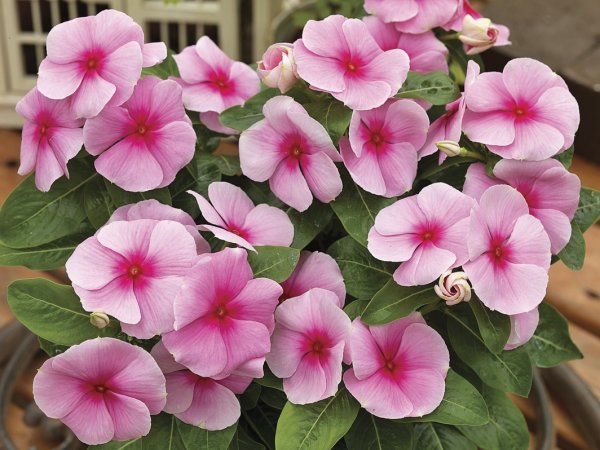 Сею КАТАРАНТУС, Несколько секретов при выращивании этих цветов.