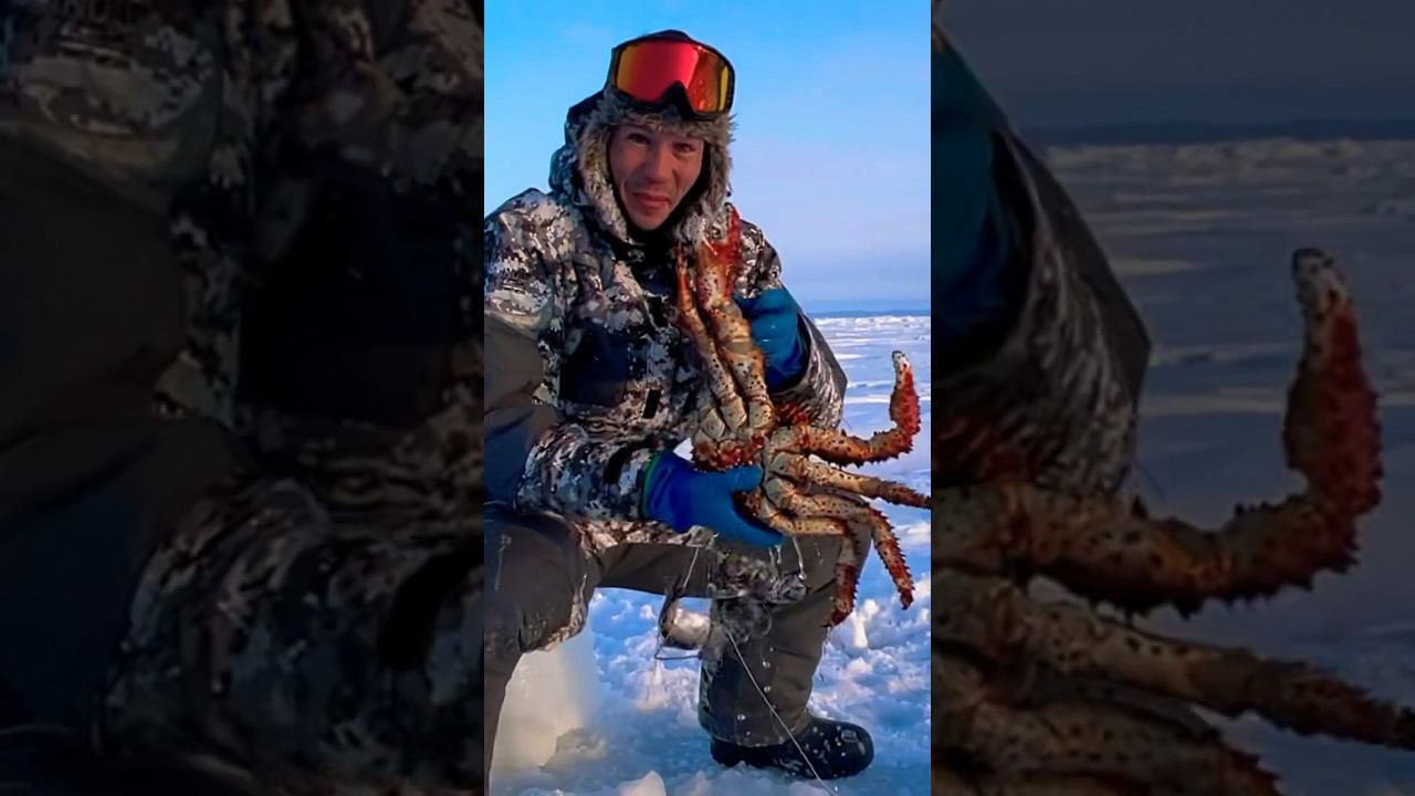 Ловим краба в море зимой! #крабалка #ловлякраба #рыбалканасахалине #сахалин #королевскийкраб
