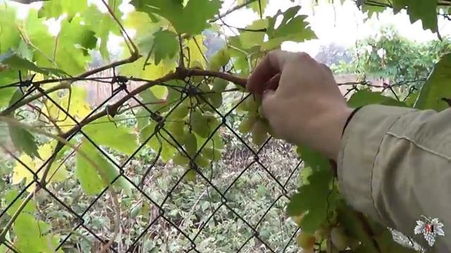 Пасынковый урожай. Как не дать кусту жировать. Виноград 2016. смотреть онлайн