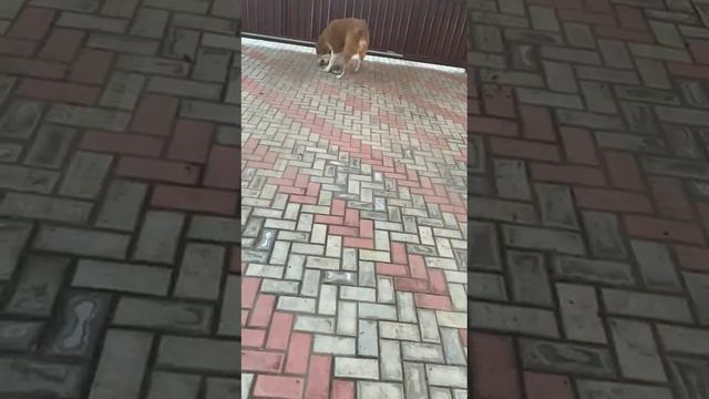 Ингир с Дачной, 6 мес. Катается)) смотреть онлайн
