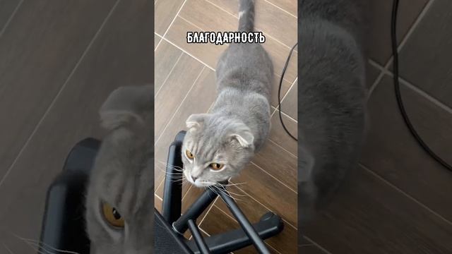 Почему кот мурлычет и топчет хозяина лапками? смотреть онлайн