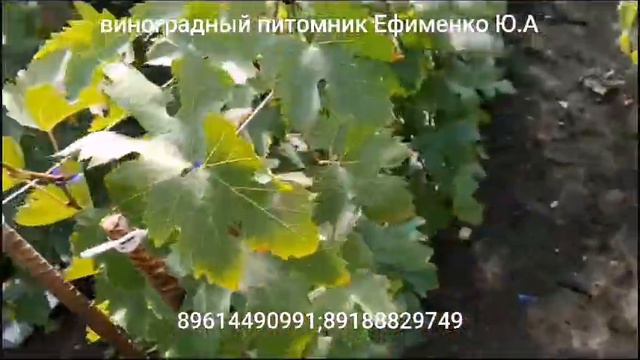 наши саженцы винограда смотреть онлайн