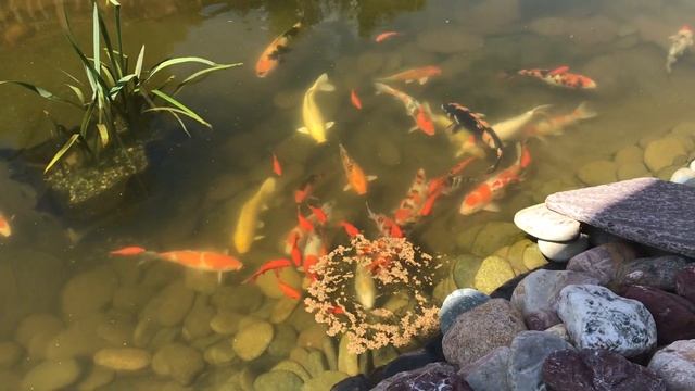 Карпы кои в пруду смотреть онлайн