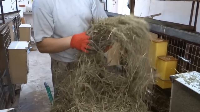 Простейшее обустройство маточника, окролы, уход за крольчатами смотреть онлайн