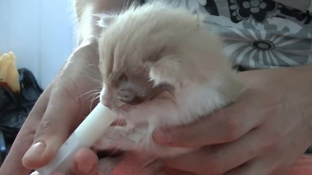 Найдёныш Большая жизнь маленького котенка Персея. Foundling. The big life of a small kitten смотреть онлайн