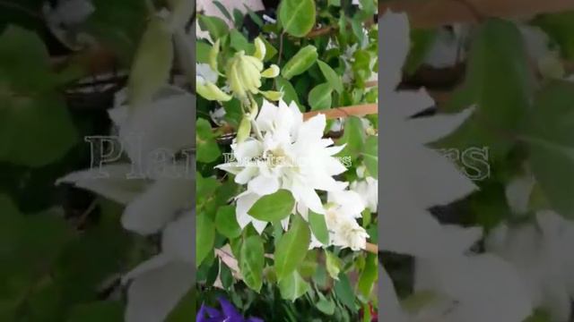 Asian Virginsbower (Clematis Florida) Profile: Plant Facts ... смотреть онлайн
