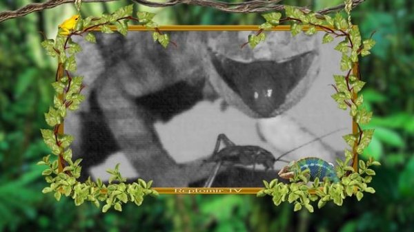 Язык хамелеона.  Как охотится хамелеон? РЕПТОФАКТЫ №6