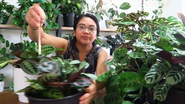 Prayer Plant Care (Calathea, Maranta, Ctenanthe, And Stromanthe)