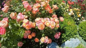 Розы группы флорибунда. Briosa (Бриоза)