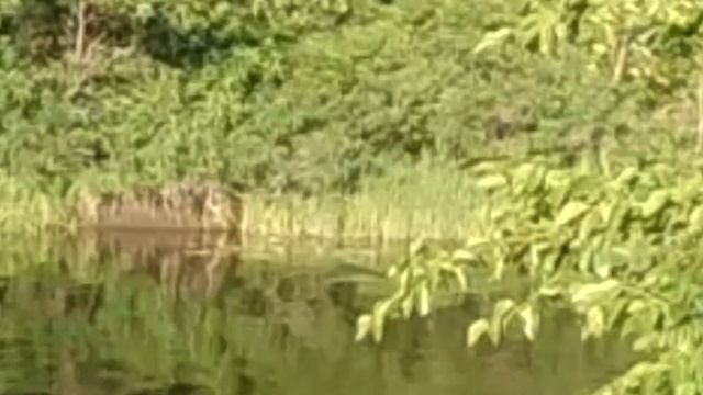 Как подобрать вес шарика для рогатки. Тест на пробитие. смотреть онлайн