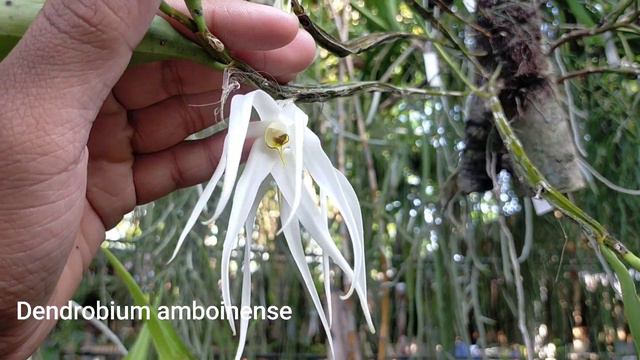 Dendrobium amboinense смотреть онлайн