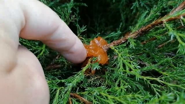 + гриб Ржавчина Gymnosporangium на сосне и можжевельнике май 2022 смотреть онлайн