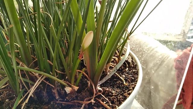 Китайская Выскочка Зефирантес через 3 года цвести собрался 23 сентября 2021 г. смотреть онлайн