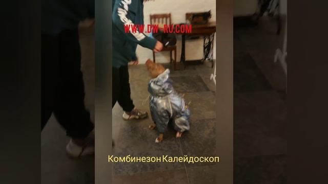 Зимний комбинезон для собак Калейдоскоп смотреть онлайн