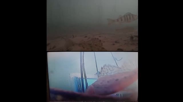 кино для рыб смотреть онлайн