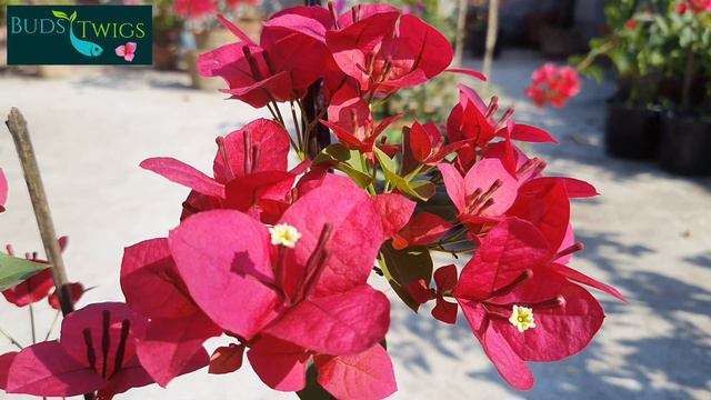 Bougainvellia ID#Duck Feet Red.