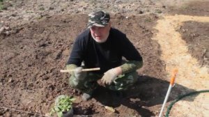 Посадка подсолнечника и кукурузы рассадой в открытый грунт под "чалочку".