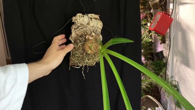 Let‘s have a look at all my orchids - Part 1 смотреть онлайн