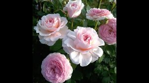 Роза Джеймс Галвей испытание морозом - 32, жарой +36 ливнем и ветрами. Английская роза James Galway