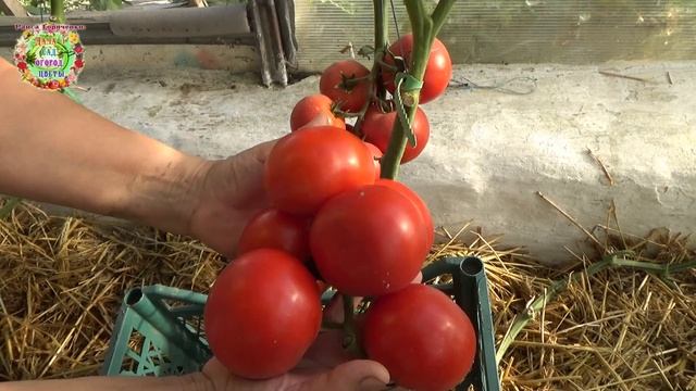 И в 2023 году этот помидор был фаворитом  в теплице! Belfort Tomato Will Be The Most Productive In