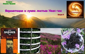 Ферментация и сушка листьев Иван-чая. Исследования П.Бадмаева влияния Иван-чая на долголетие
