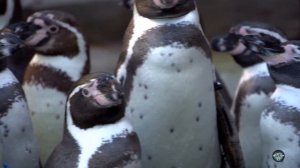 Как спят животные — от невероятного до смешного