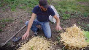 Посадка саженца с закрытой корневой системой