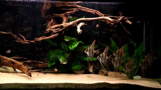 Pterophyllum scalare wild - II смотреть онлайн