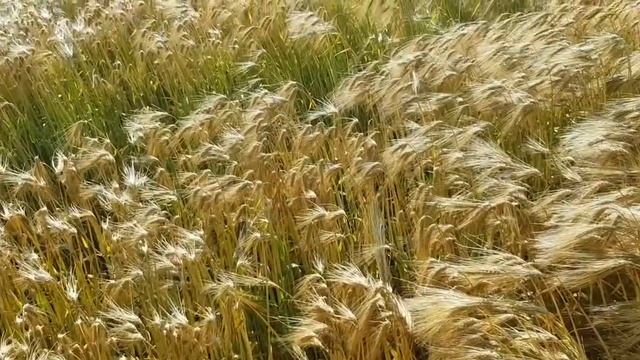 Выращивание оз.ячменя. No-till 09.06.2019 . Состояние посевов смотреть онлайн