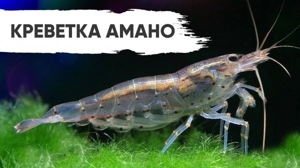 Креветки Амано. Amano shrimp. Caridina japonica